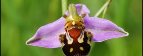 Une orchidée sauvage