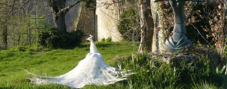 La paon blanc