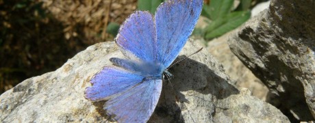 Papillon