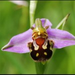 Une orchidée sauvage de La Gabertie