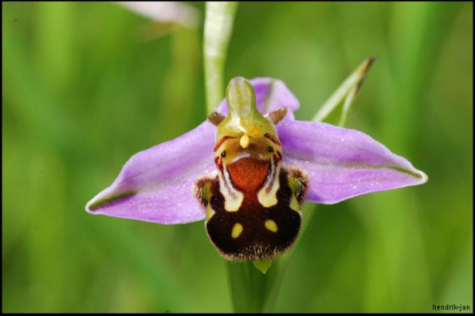 Les orchidées sauvages de La Gabertie