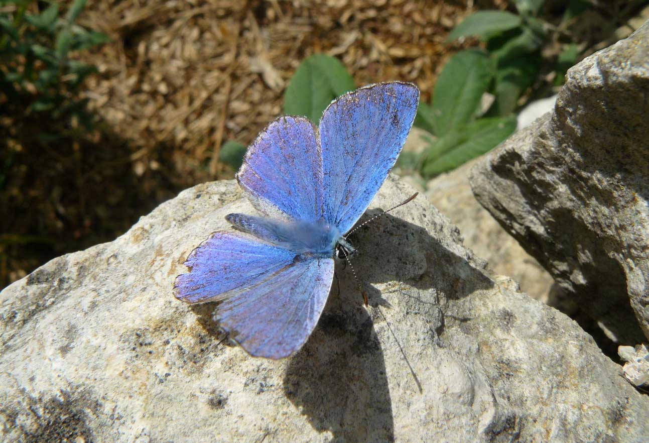 Les papillons papillonnent