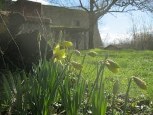 Jonquilles- Grand gite de groupe dans le Lot et Garonne