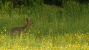 Une biche comme un tableau impressionniste - Grand Gite Gabertie Lot