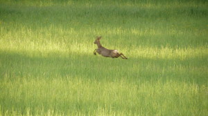 La biche aux abois - Grand Gite Gabertie Lot