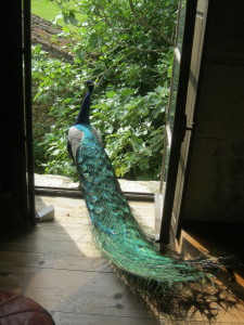 Léo bleu à la fenêtre du Grand Gite de La Gabertie