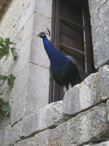 Léo bleu à la fenêtre du Grand Gite de La Gabertie