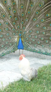 Le paon de La Gabertie et le coq - Grand Gite