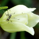 Cephalanthera damasonium