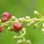 Coriaria myrtifolia