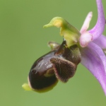 Ophrys scolopax